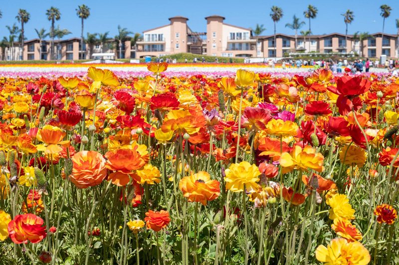 Carlsbad Flower Fields with homes and palm trees